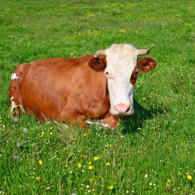 Çayırdaki güzel kahverengi ve beyaz ineğe yaklaş.