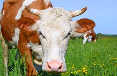 Çayırdaki güzel kahverengi ve beyaz ineğe yaklaş.