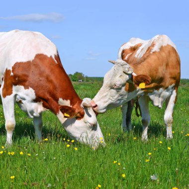 Yaz mera üzerinde otlatma inekler