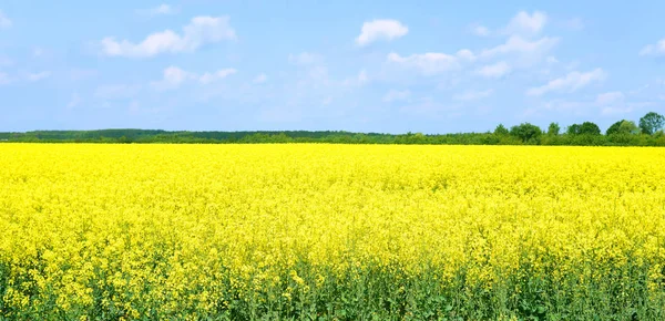 Campo Colza Amarelo Sob Céu Azul — Fotografia de Stock