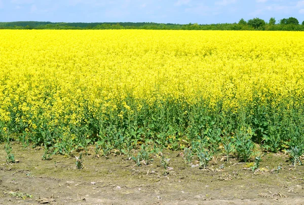 Žlutou Řepkové Pole Pod Modrou Oblohou — Stock fotografie