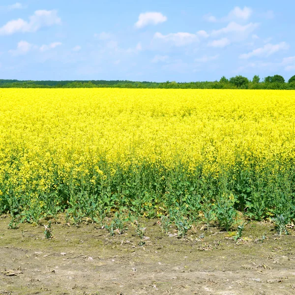 Żółty Rzepakowego Pola Pod Błękitne Niebo — Zdjęcie stockowe