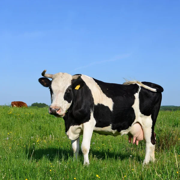 Kuh Weidet Sommer Auf Der Weide — Stockfoto