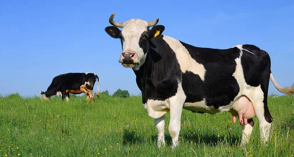 Vacas Pastando Pastos Verano — Foto de Stock