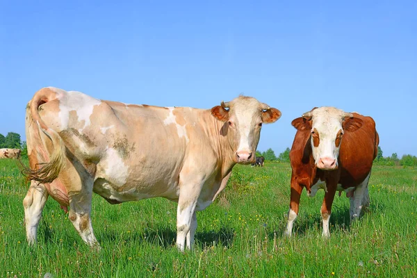 Cows Grazing Summer Pasture — Stock Photo, Image