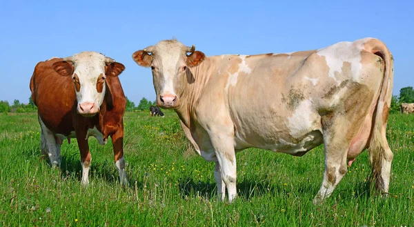 Zomer Weide Grazende Koeien — Stockfoto