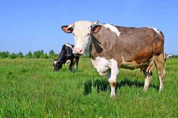 Vacas Pastando Pasto Verão — Fotografia de Stock