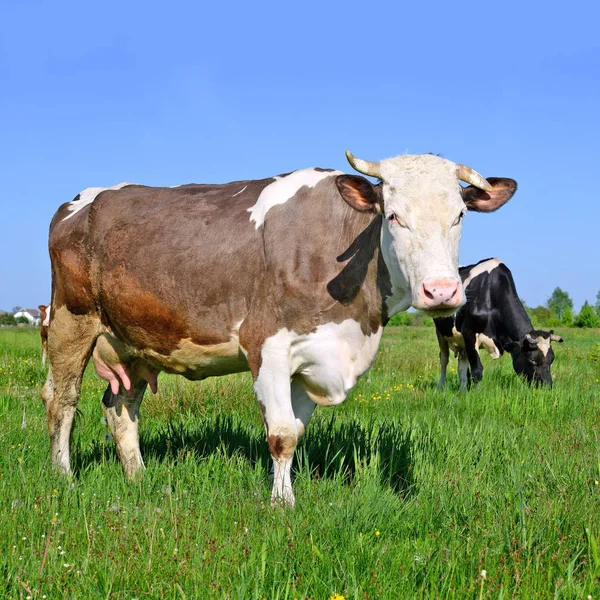 Mucche Pascolo Sui Pascoli Estivi — Foto Stock