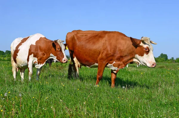 Vaches Broutant Sur Les Pâturages Été — Photo