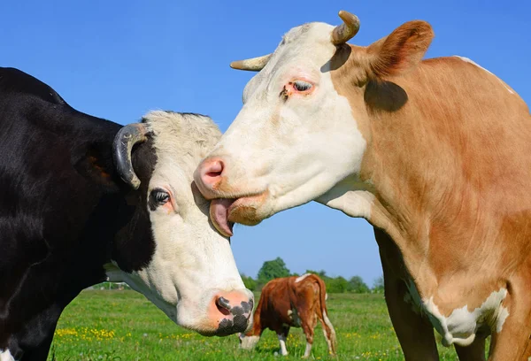 Cows Grazing Summer Pasture — Stock Photo, Image