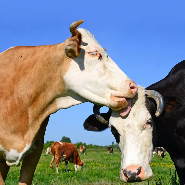 Vacas Pastando Pasto Verão — Fotografia de Stock