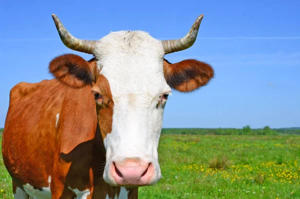 Perto Bela Vaca Marrom Branca Prado — Fotografia de Stock