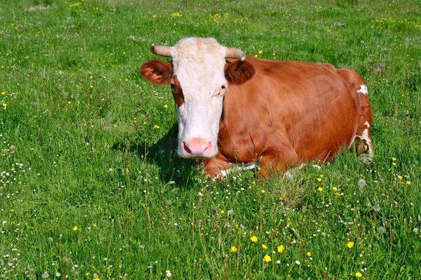Close Beautiful Brown White Cow Meadow — стоковое фото