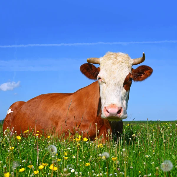 Primo Piano Bella Mucca Marrone Bianco Sul Prato — Foto Stock