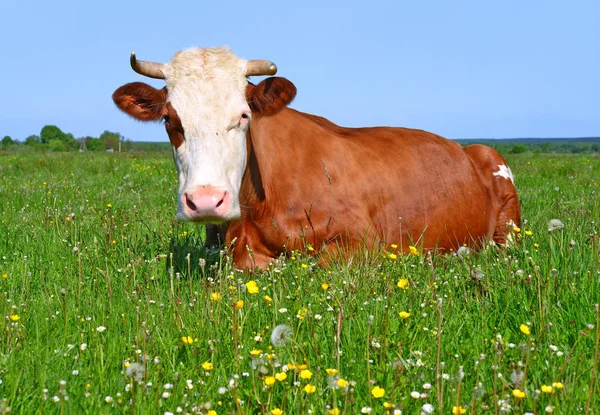 Close Beautiful Brown White Cow Meadow — стоковое фото