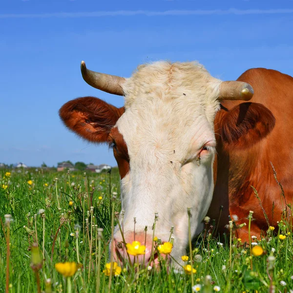 Close Beautiful Brown White Cow Meadow — Stock Photo, Image