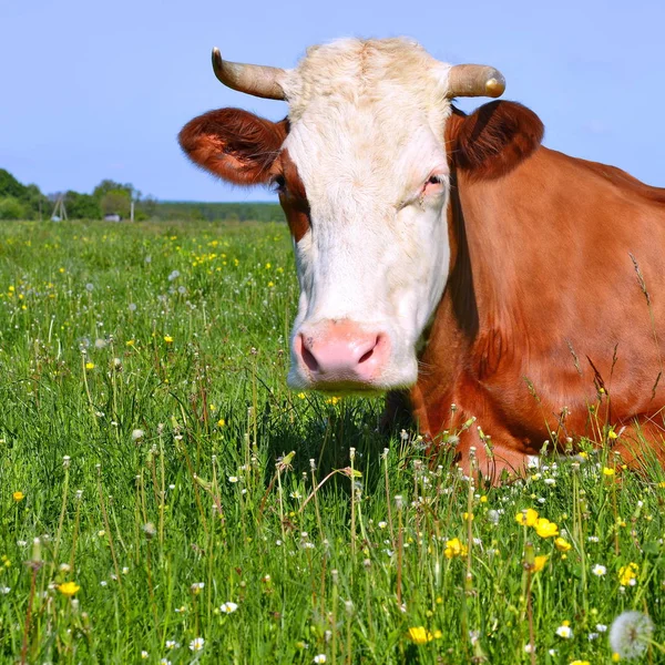 Close Beautiful Brown White Cow Meadow — стоковое фото