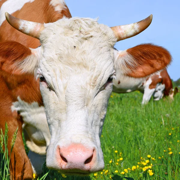 Perto Bela Vaca Marrom Branca Prado — Fotografia de Stock