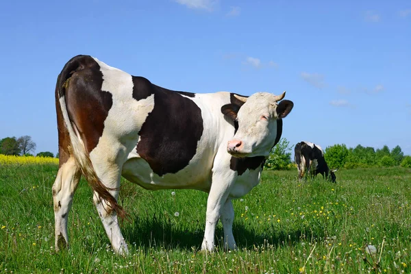 Vaches Broutant Sur Les Pâturages Été — Photo