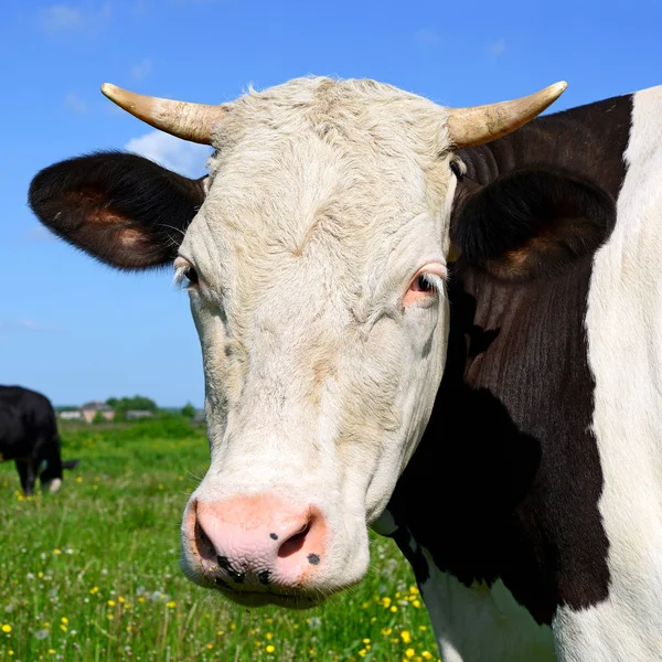 夏の牧草地で放牧する牛 — ストック写真
