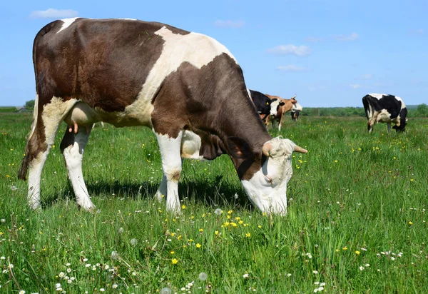 Vacas Pastando Pastos Verano —  Fotos de Stock