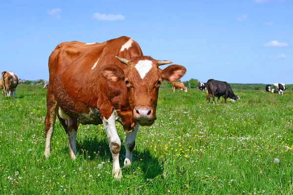 Vacas Pastando Pastos Verano —  Fotos de Stock