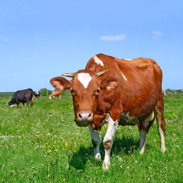 Zomer Weide Grazende Koeien — Stockfoto