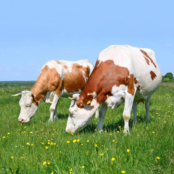 Kühe Grasen Auf Der Sommerweide — Stockfoto