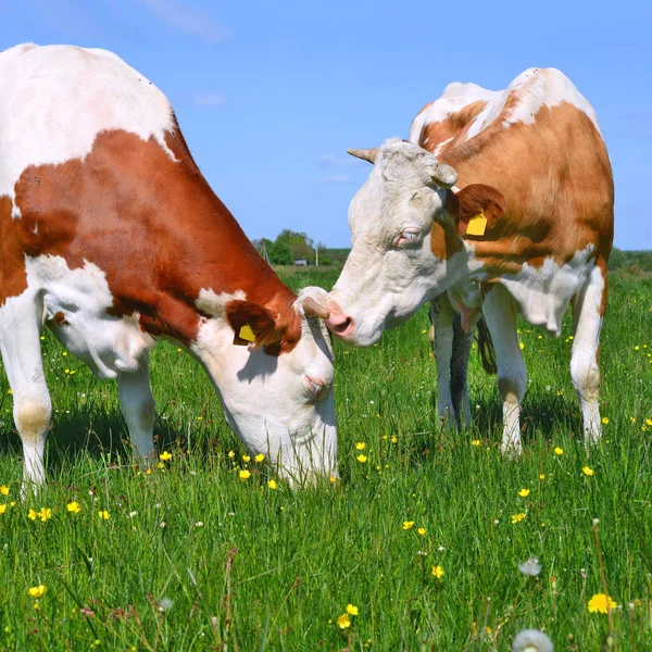 Αγελάδες Που Βόσκουν Στους Βοσκότοπους Καλοκαίρι — Φωτογραφία Αρχείου