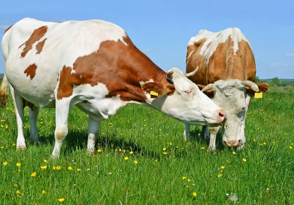 Mucche Pascolo Sui Pascoli Estivi — Foto Stock