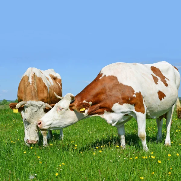 Mucche Pascolo Sui Pascoli Estivi — Foto Stock