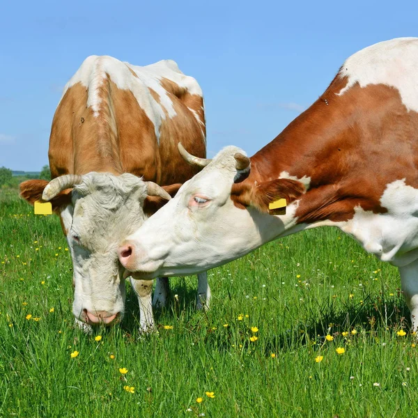 Vacas Pastando Pasto Verão — Fotografia de Stock