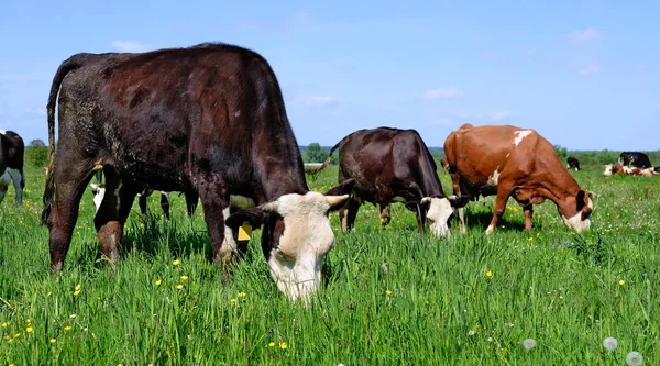 Vacas Pastando Pastos Verano —  Fotos de Stock