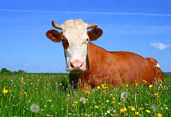 在草地上的一头漂亮的棕色和白色奶牛的近照 免版税图库照片