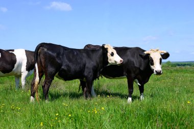 Yaz mera üzerinde otlatma inekler