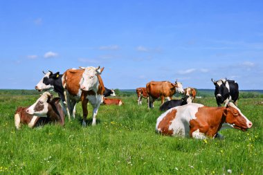 Yaz mera üzerinde otlatma inekler