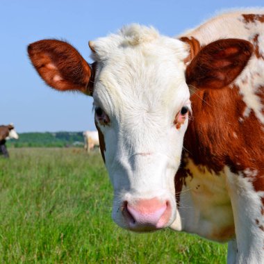 Yaz aylarında merada otlatma