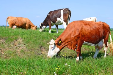 cows on summer pasture in rural landscape