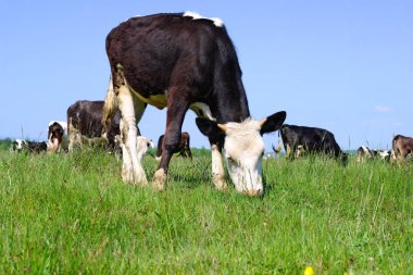 Yaz mera üzerinde otlatma inekler