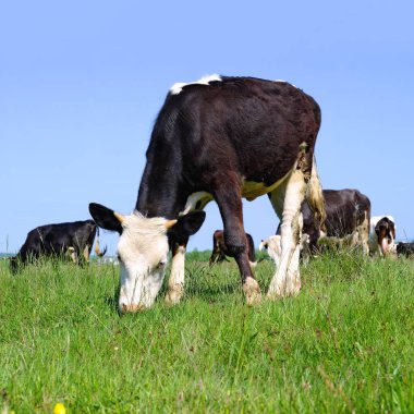 Yaz mera üzerinde otlatma inekler