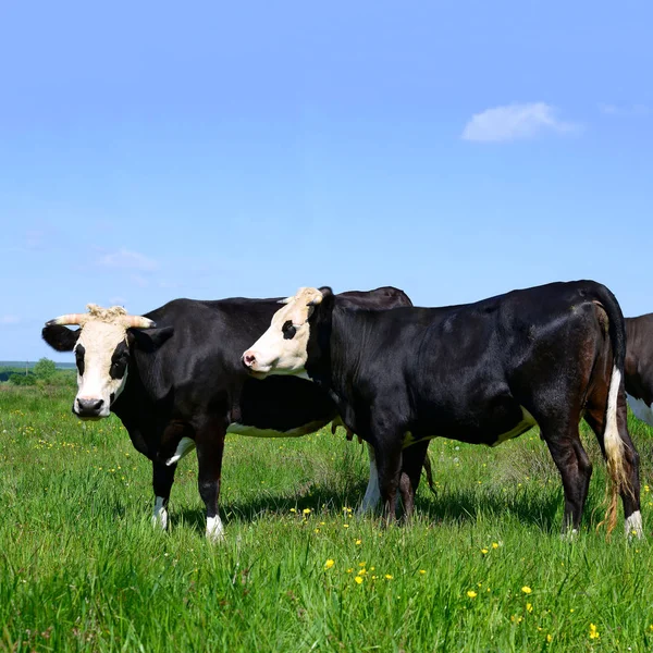 Vaches Broutant Sur Les Pâturages Été — Photo