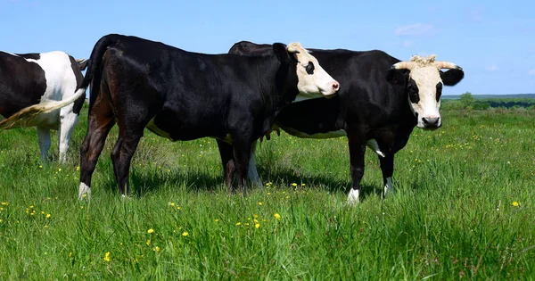 Cows Grazing Summer Pasture — Stock Photo, Image