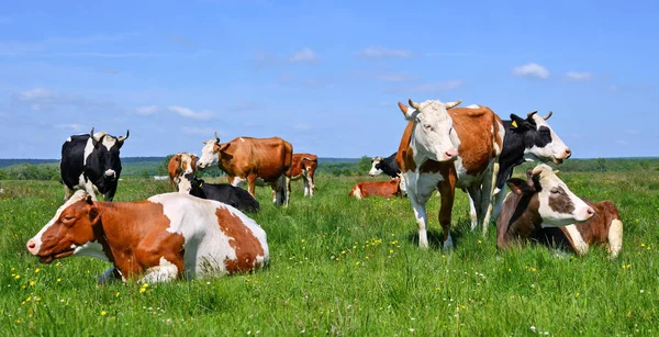 Krów Pasących Się Letnie Pastwiska — Zdjęcie stockowe