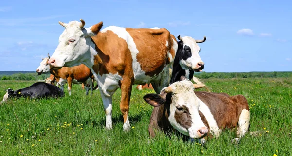 Cows Grazing Summer Pasture — Stock Photo, Image