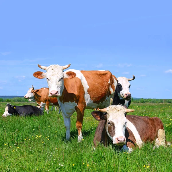 Zomer Weide Grazende Koeien — Stockfoto