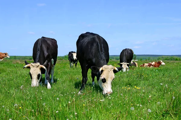 Vacas Pastando Pasto Verão — Fotografia de Stock