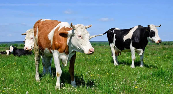 Lehmät Laiduntavat Kesälaitumella — kuvapankkivalokuva