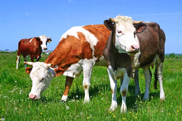 Cows Grazing Summer Pasture — Stock Photo, Image