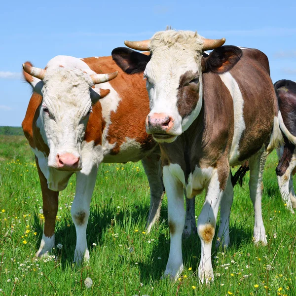 Cows Grazing Summer Pasture — Stock Photo, Image