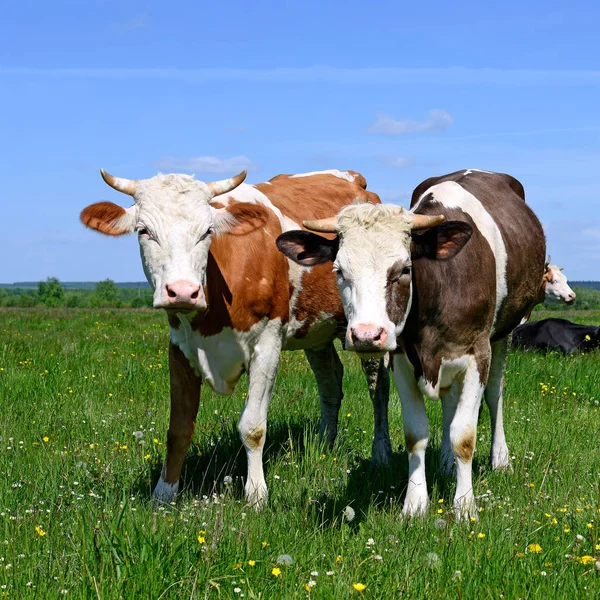Kühe Grasen Auf Der Sommerweide — Stockfoto